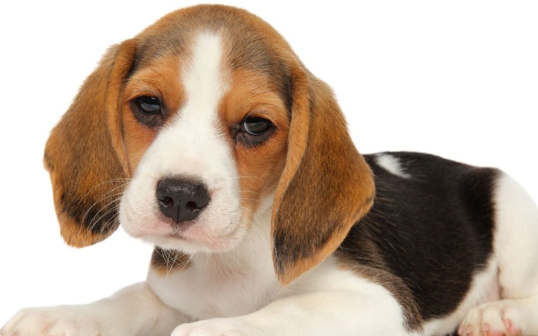 Home Alone? No Problem: Helping Your Adopted Dog Beat Separation Anxiety