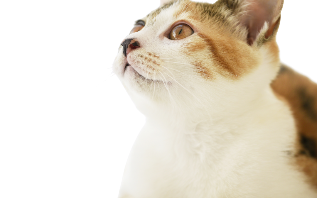 How to Help Your Adopted Cat Adjust to Their New Home