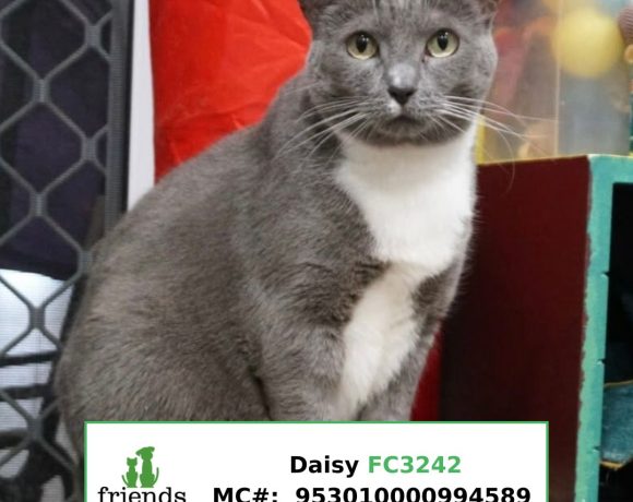 Daisy Daisy