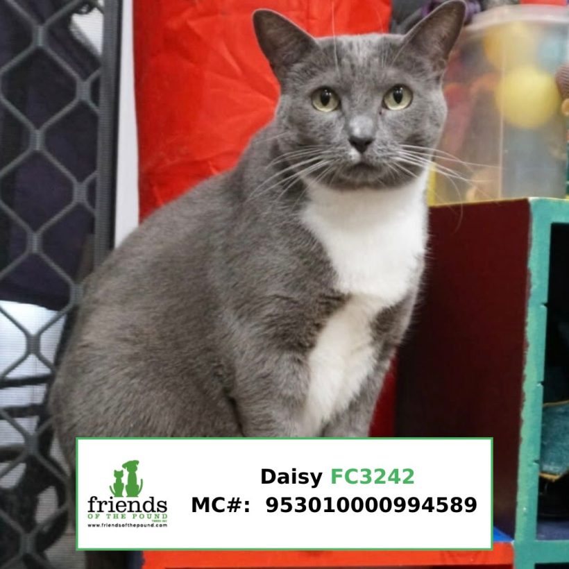 Daisy