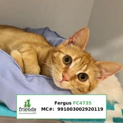 Fergus