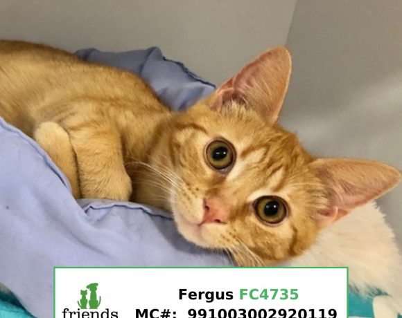 Fergus Fergus