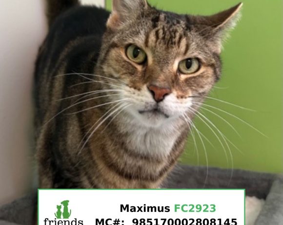 Maximus Maximus