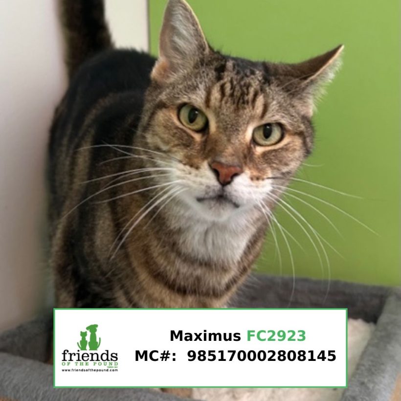 Maximus