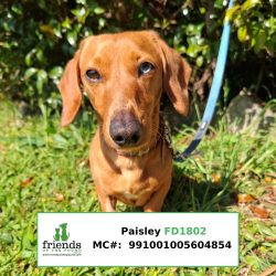 Paisley
