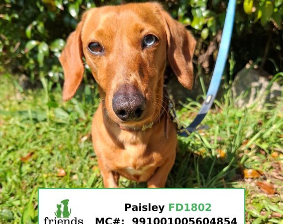 Paisley Paisley