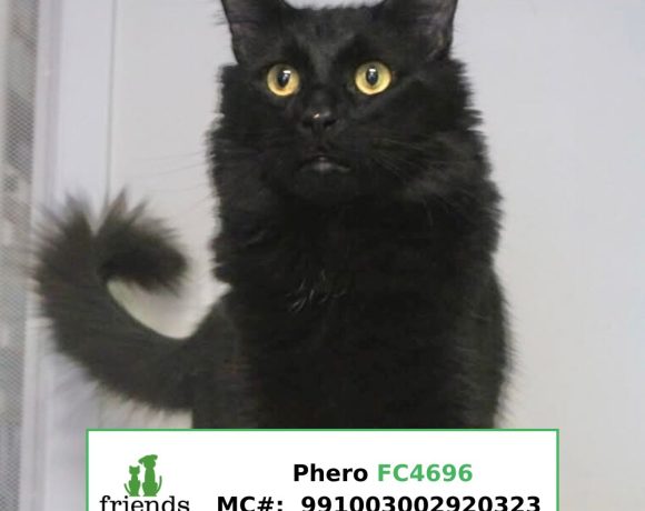 Phero Phero
