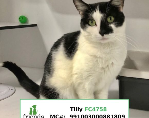Tilly Tilly