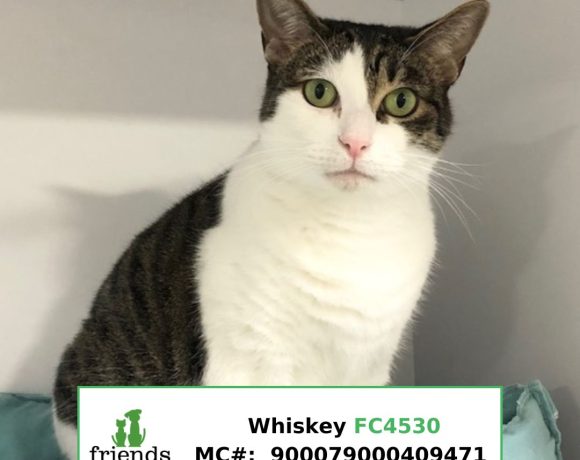Whiskey Whiskey