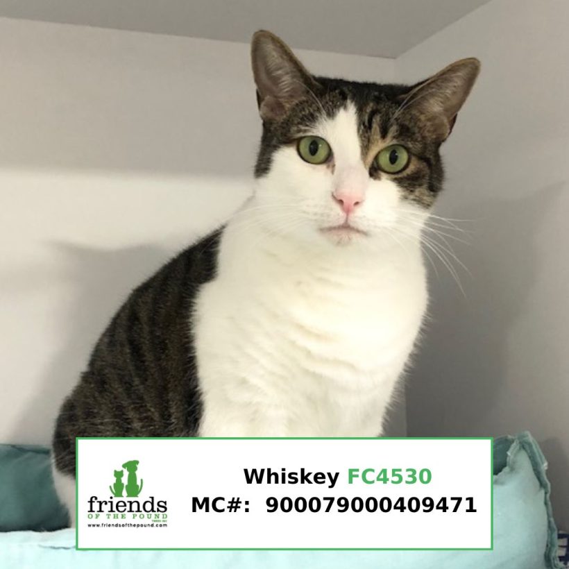 Whiskey