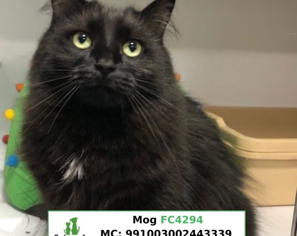Mog