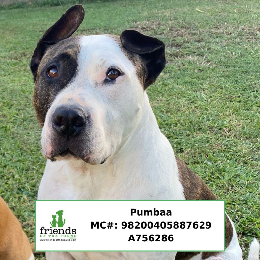 Private Rehome Pumbaa-2
