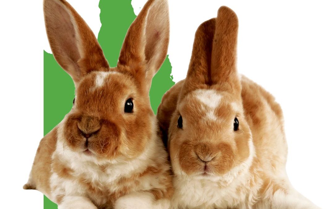 Living Near the QLD Border? Why Rabbit Ownership Can Carry Serious Legal Risks