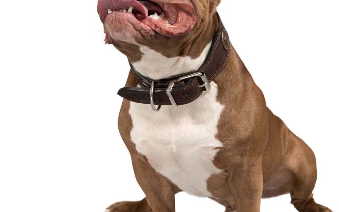 Building a Routine for Your Adopted Dog: Why Structure Is Key